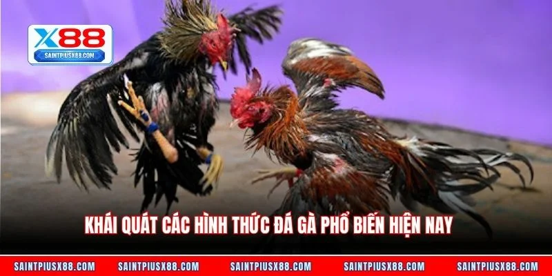 Khái quát các hình thức đá gà phổ biến hiện nay